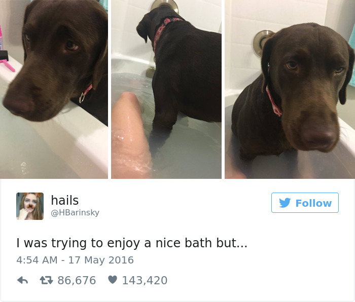 funniest-dog-tweets-2016-1-585a2dc160ad2__7001