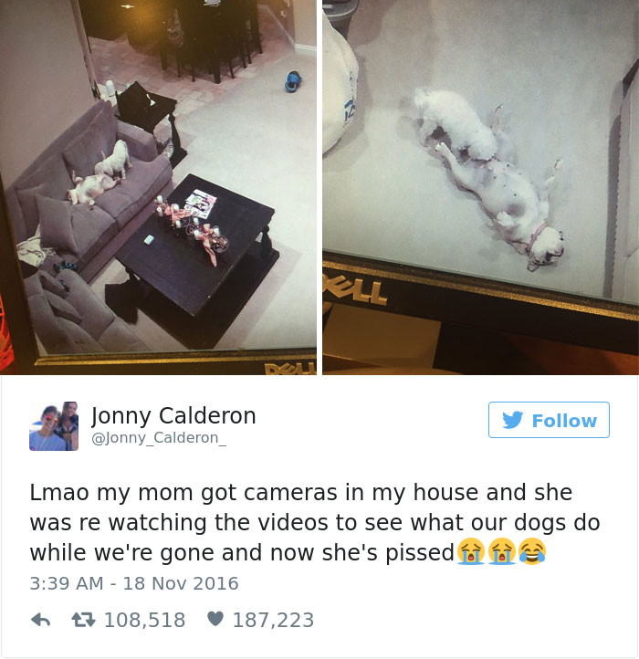 funniest-dog-tweets-2016-12-585a5689528e4__7001