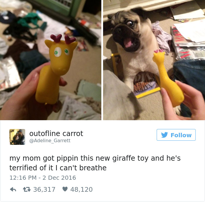 funniest-dog-tweets-2016-14-585a5882d1e9e__700