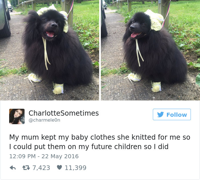 funniest-dog-tweets-2016-18-585a5ac92f317__7001