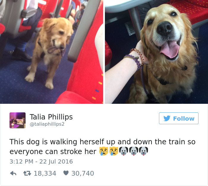 funniest-dog-tweets-2016-2-585a2ddd86841__700