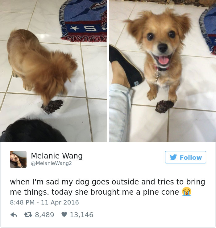 funniest-dog-tweets-2016-21-585a5c776d800__7001
