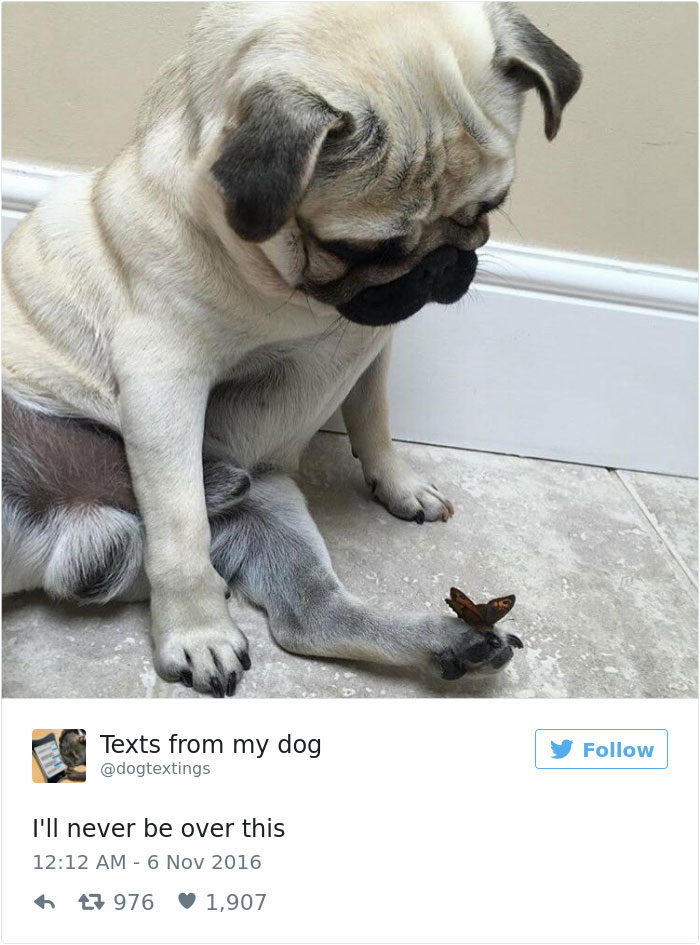 funniest-dog-tweets-2016-22-585a5f2388572__7001