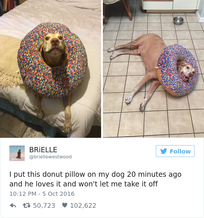 funniest-dog-tweets-2016-3-585a2e6297707__700