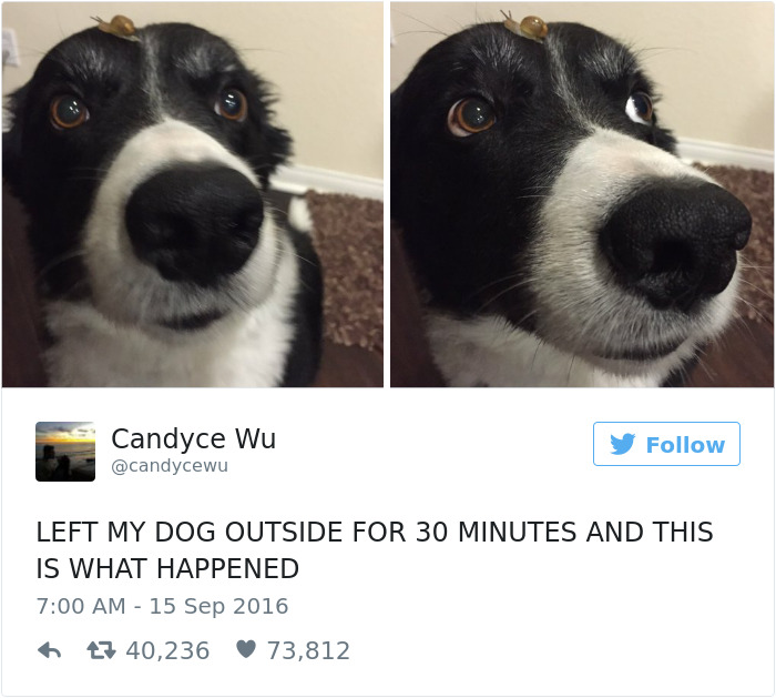 funniest-dog-tweets-2016-4-585a2f68ac4a1__7001