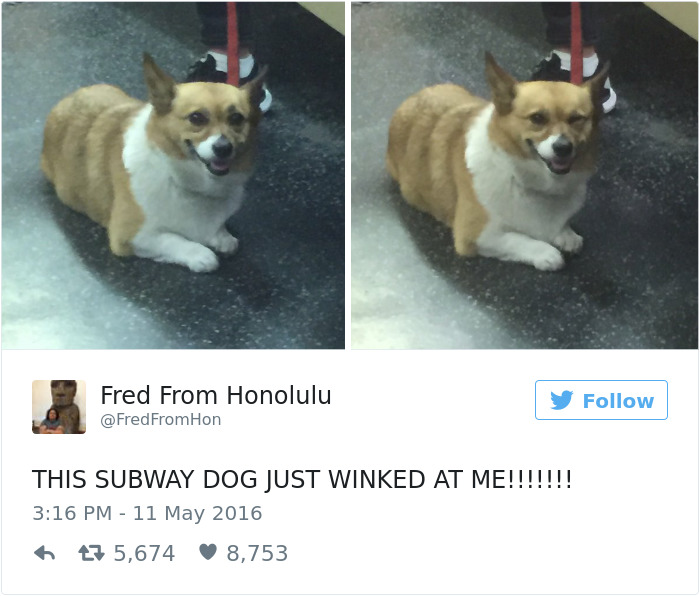 funniest-dog-tweets-2016-5-585a30d582086__700