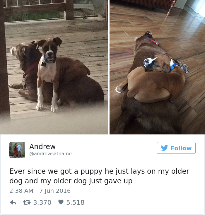 funniest-dog-tweets-2016-6-585a32146cf09__7001