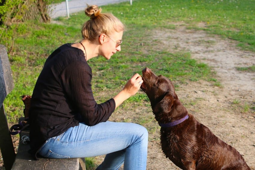 dog treat
