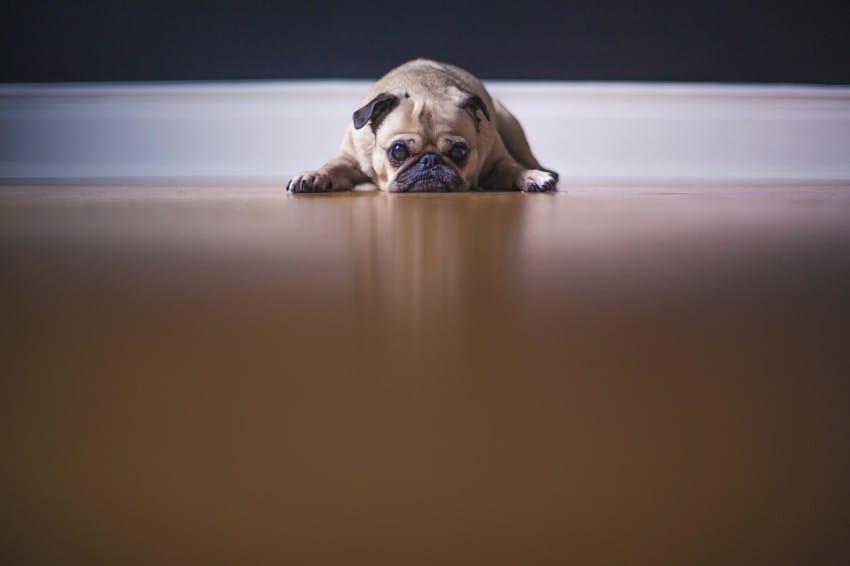 pug watching