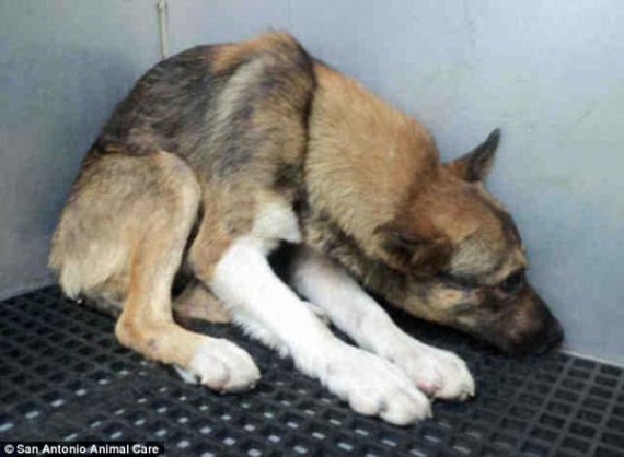 Apollo was so terrified, he couldn't look anyone in the face.