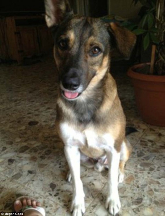 People were told Apollo would never make a good family pet, that he he was not properly socialized soon enough. But look here. :)