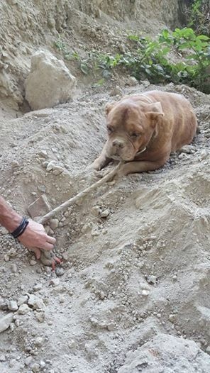 The owner was determined to make sure that his dog never made it out of her man-made prison in the ground alive.