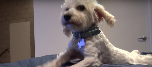 YouTube- Hope for Paws