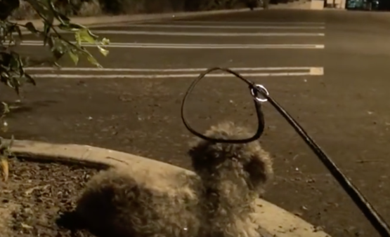 YouTube- Hope for Paws