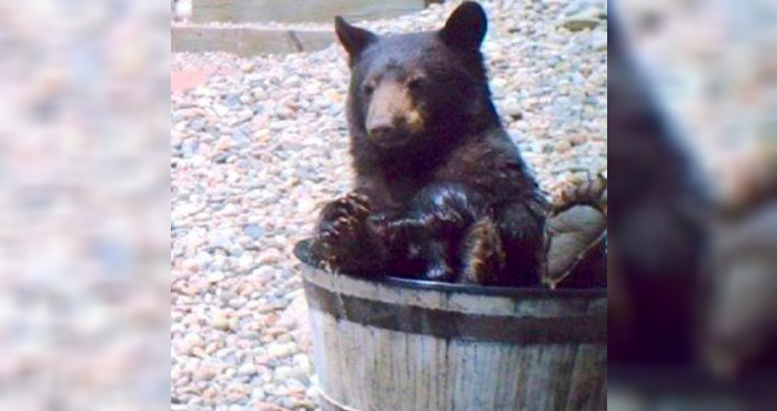 bear-bath-4