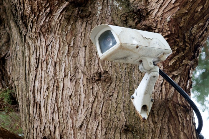 surveillance-camera-tree-flickr-alex-lang