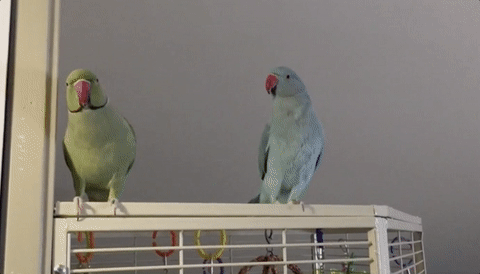 03-parakeet-brothers