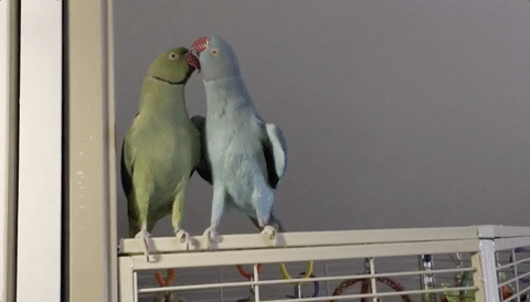 04-parakeet-brothers
