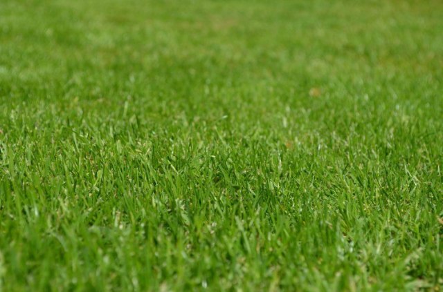 green lawn