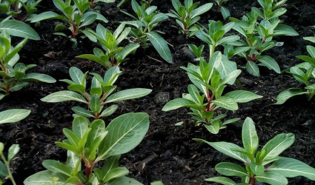 green starter plants