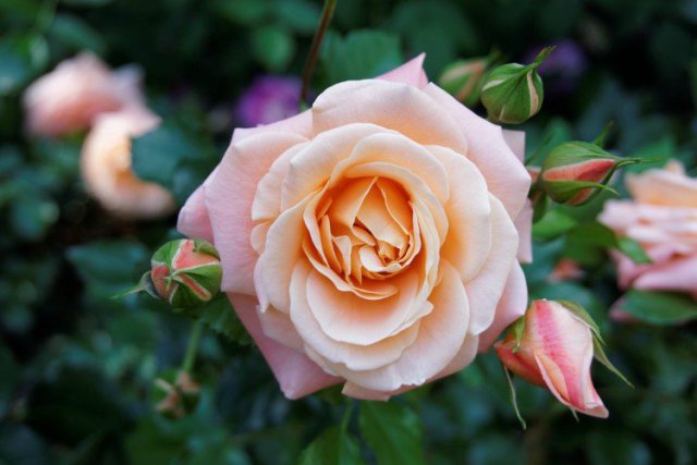 rose bush