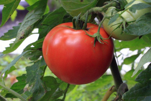 tomato plant