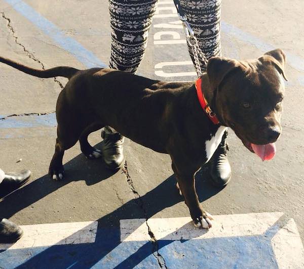 pit bull