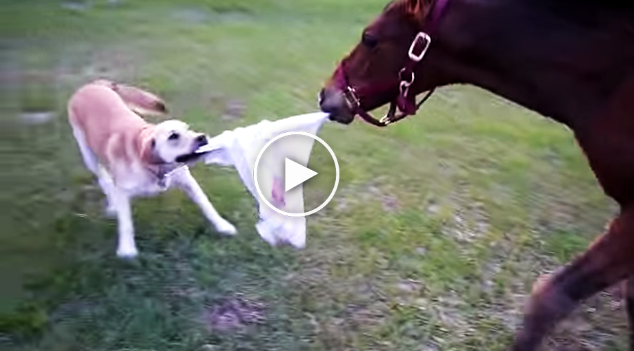 Stray Dog Kicked By Cruel Man Returns With A Pack Of Friends To Destroy