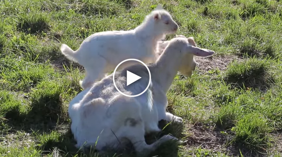 Baby Goat Tries To Play With Unwilling Mother.