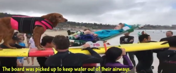 (Photo courtesy of Surf Dog Ricochet/YouTube page)