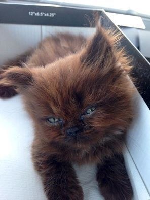 Runt2