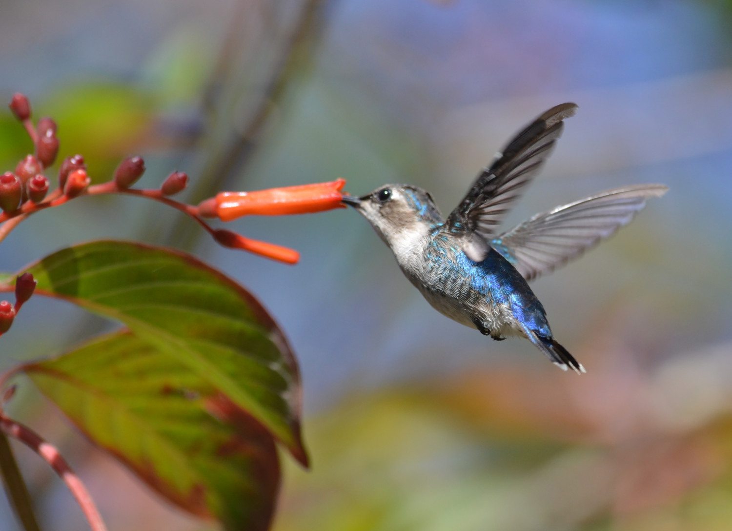 bee hummingbird photo