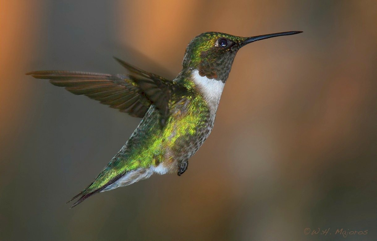 ruby throated hummingbird photo