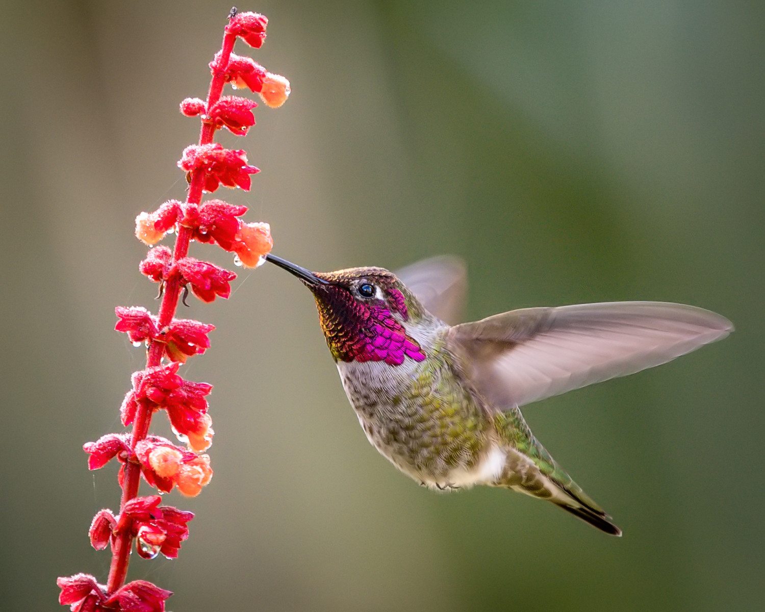 hummingbird garden united states photo