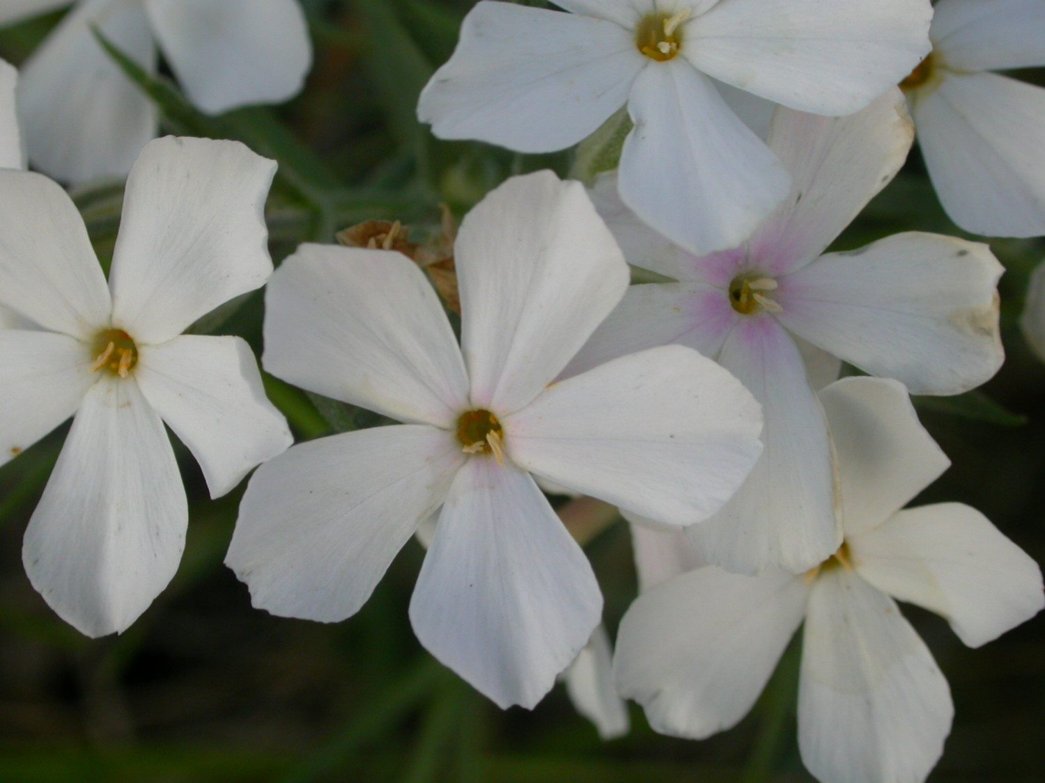 summer phlox photo