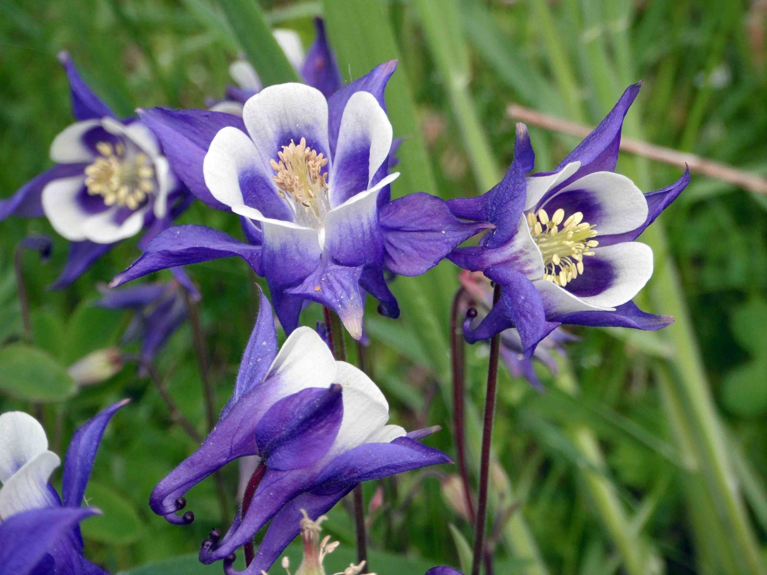 Columbine flower photo