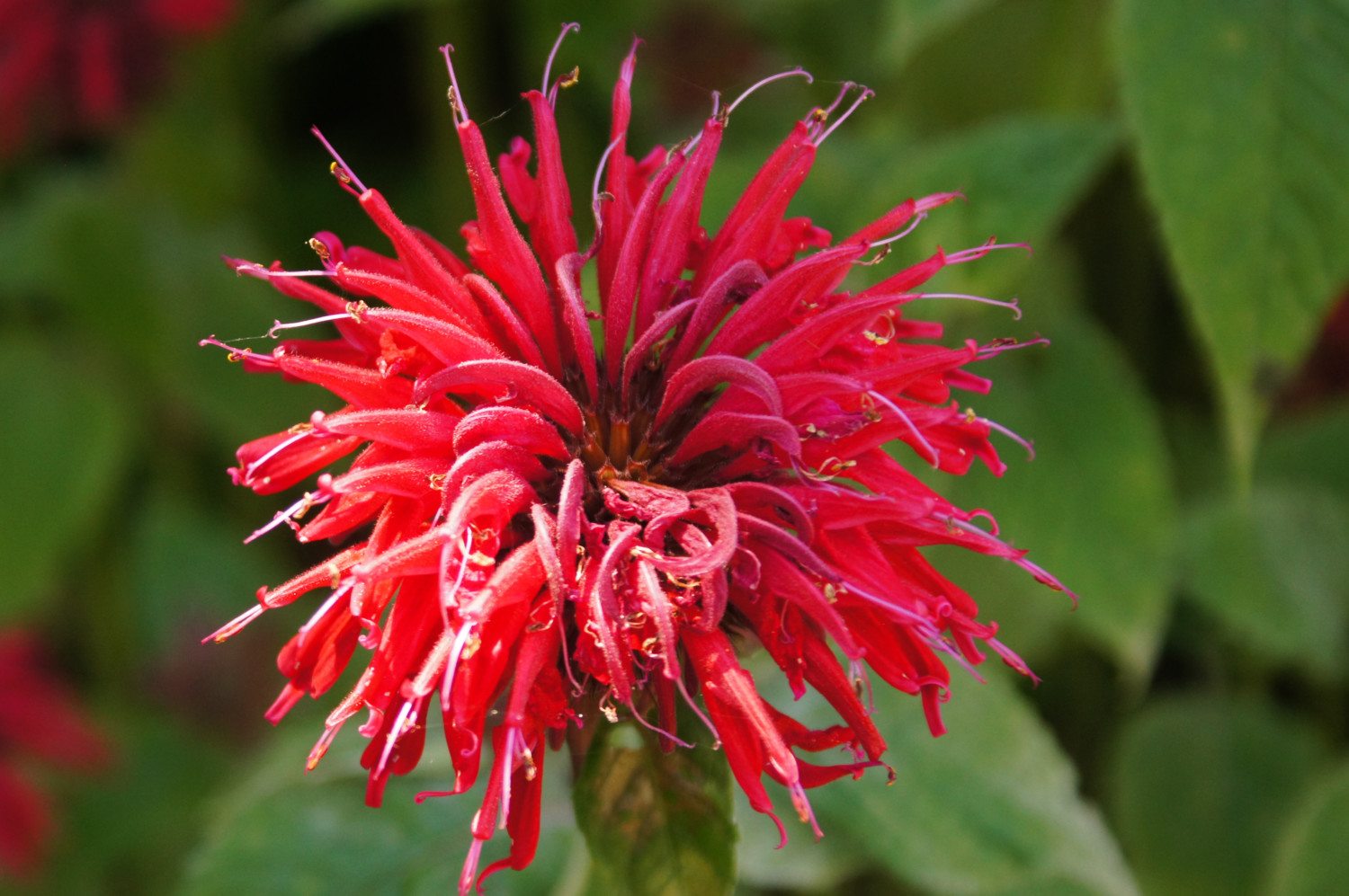 bee balm flower photo