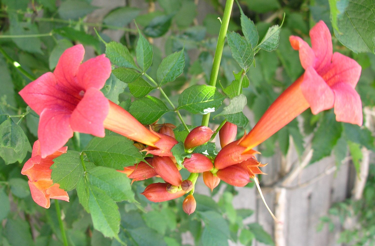 trumpet flower photo
