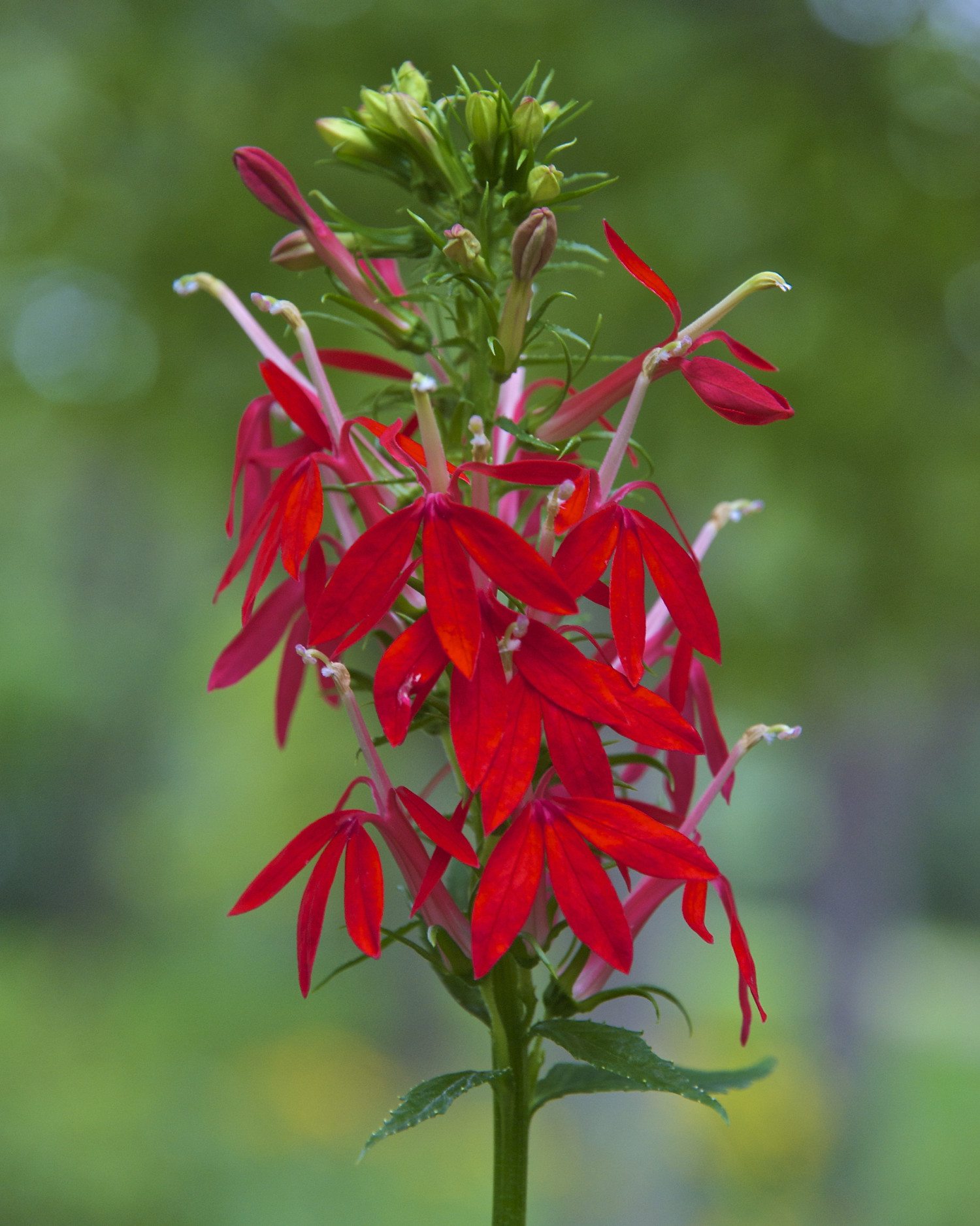 cardinal flower photo