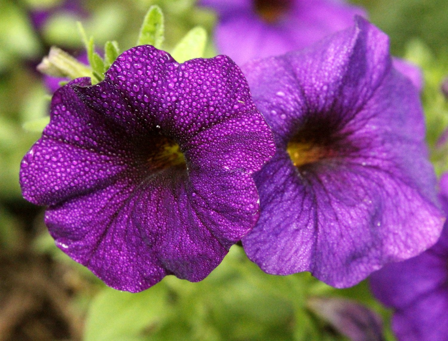 petunia photo