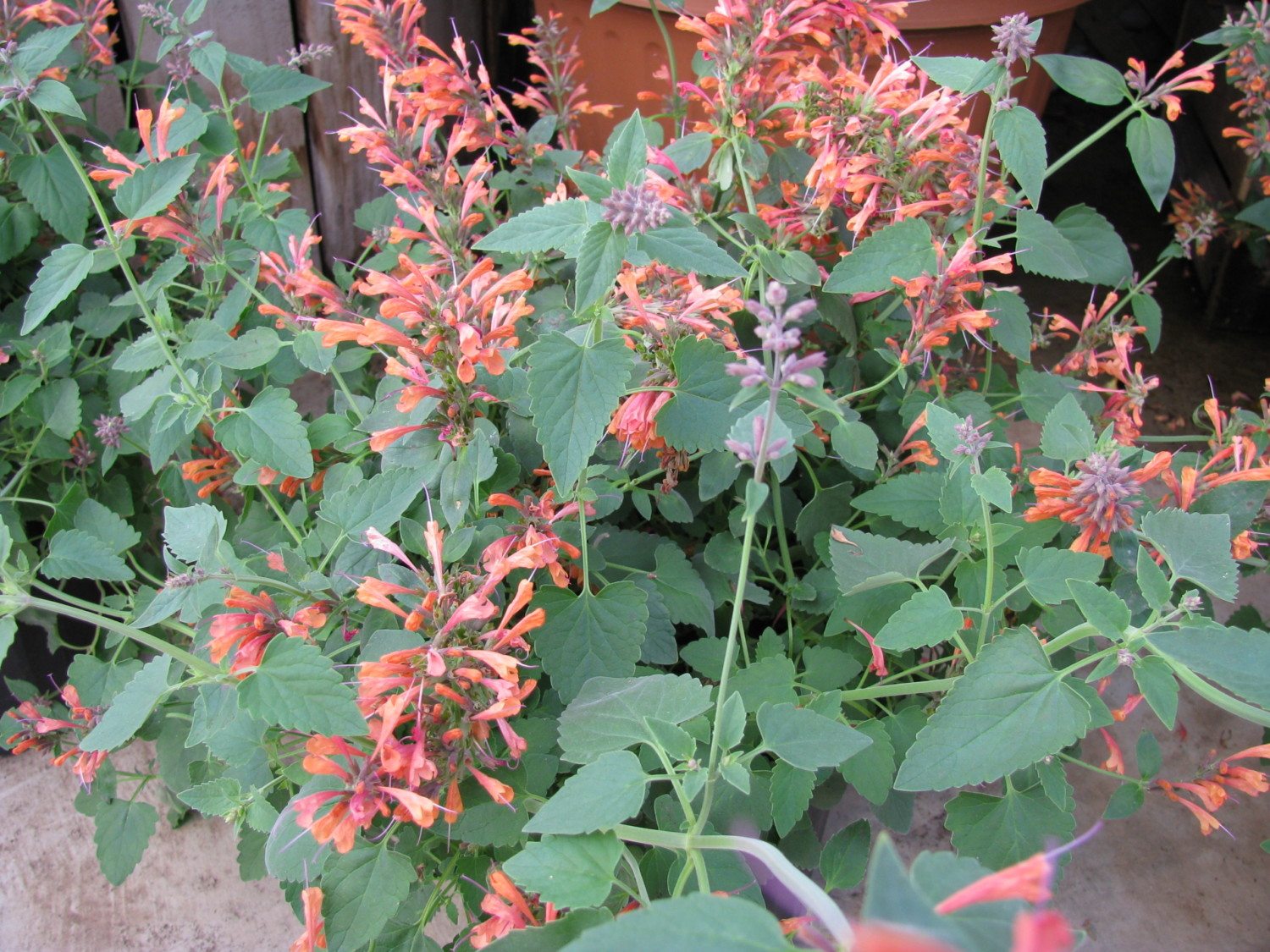 agastache flower photo