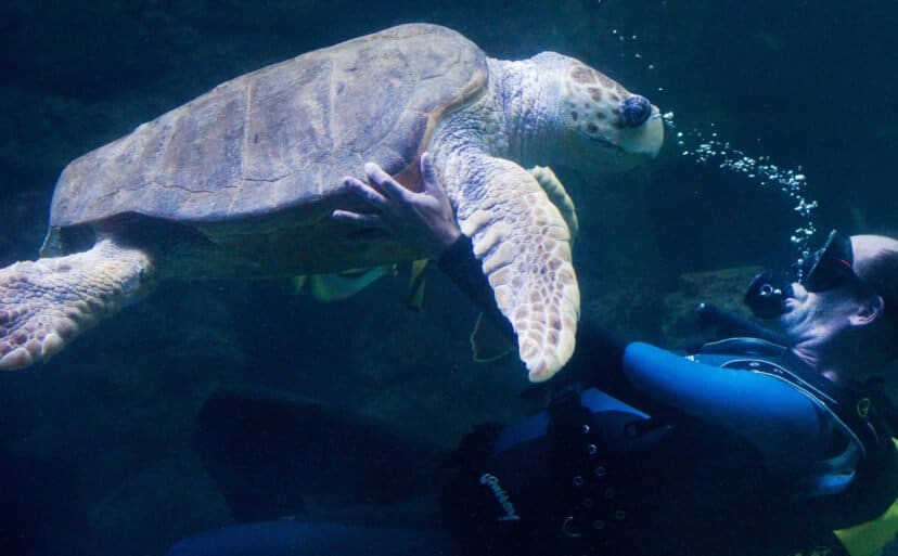 turtle rescue intern