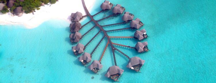 turtle rescue intern