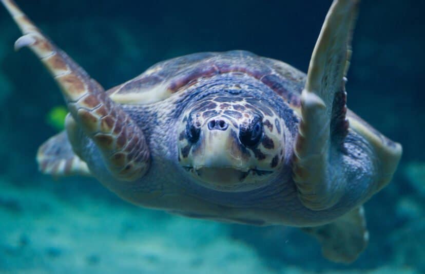 turtle rescue intern